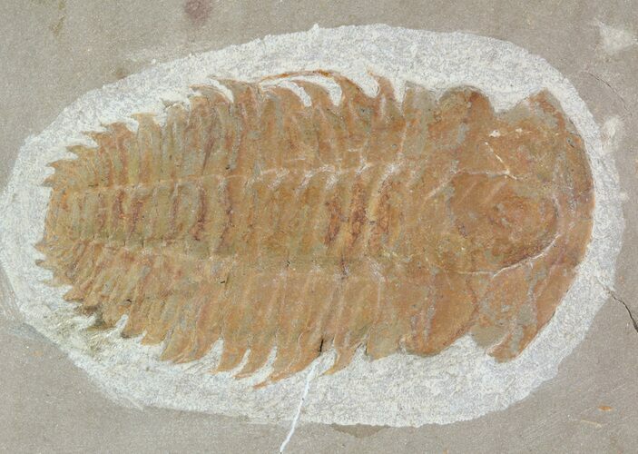 Bargain, Hamatolenus Trilobite (Molt) - Tinjdad, Morocco #47346